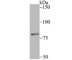 SMURF2 Rabbit anti-Human, Clone: JU32-34, Novus Biologicals 100 &mu;l;